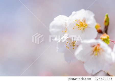 Cherry blossom macro photography Cherry blossom macro photography 124620273