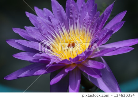 色彩鮮豔、讓人感動不已的睡蓮（其二） 124620354