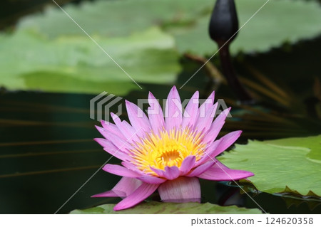 Water lilies that captivate people with their vibrant colors - 6 124620358