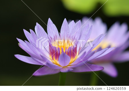 色彩鮮豔、讓人心動不已的睡蓮 - Seven 124620359