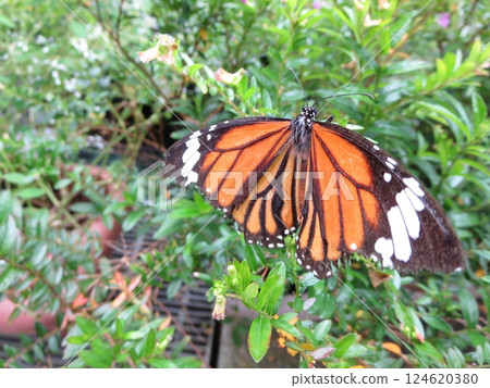 The beautiful winged butterfly, the black-striped swallowtail The beautiful winged butterfly, the black-striped swallowtail 124620380