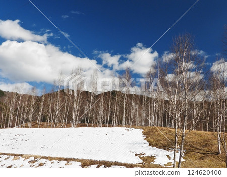 馬基奧水壩廣場的積雪和樺樹樹幹在藍天映襯下閃閃發光 124620400