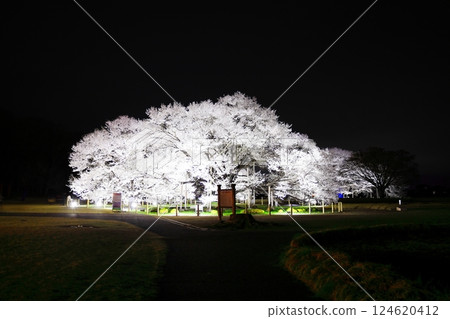 天平之丘公園薄住櫻彩燈 天平之丘公園薄住櫻彩燈 124620412
