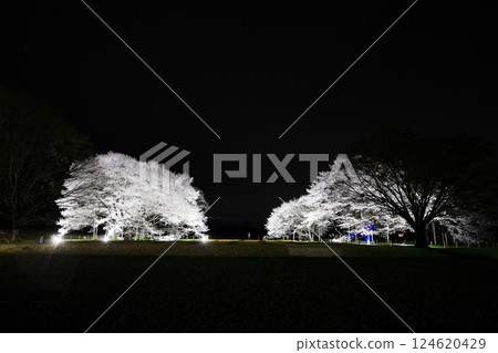 Tenpyo-no-oka Park Usuzumizakura Illumination 124620429