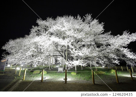 Tenpyo-no-oka Park Usuzumizakura Illumination 124620435