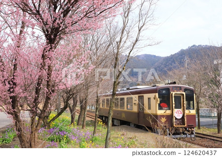 Watarase Keikoku Railway "Kamikamibai Station with cherry blossoms in bloom and the train" 124620437