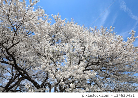 天平山公園天平花節薄櫻 124620451