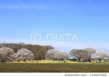Tenpyo Flower Festival at Tenpyo Hill Park 124620569