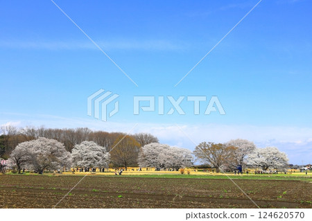 天平山公園天平花節 124620570