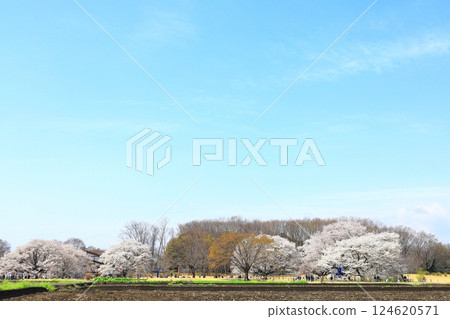 天平山公園天平花節 124620571