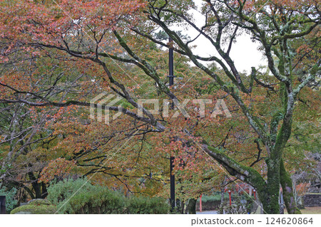 Autumn leaves of Da Ningong Autumn leaves of Da Ningong 124620864