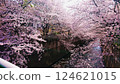 Cherry blossoms blooming along the river full bloom 124621015