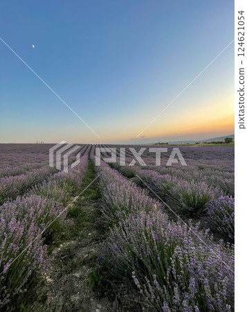 Field with fragrant lavender flowers before harvest Field with fragrant lavender flowers before harvest 124621054
