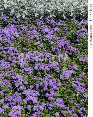 Background of purple and white flowers in spring Background of purple and white flowers in spring 124621055