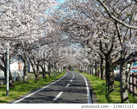 Saka's cherry tree Saka's cherry tree 124621121