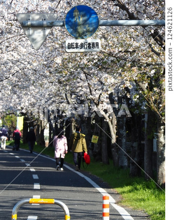 Saka's cherry tree 124621126