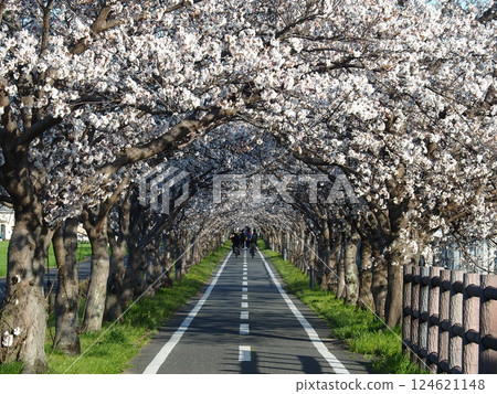 Saka's cherry tree Saka's cherry tree 124621148