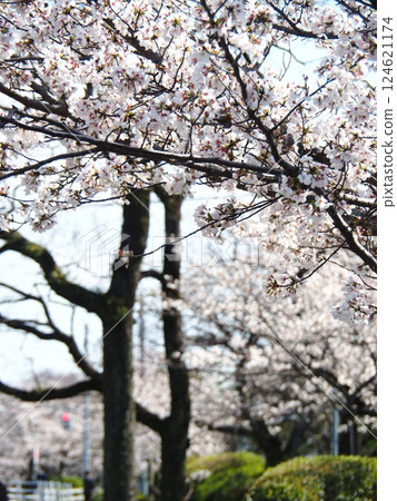 Saka's cherry tree 124621174