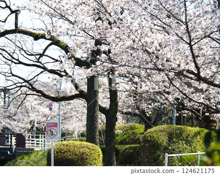 Saka's cherry tree 124621175