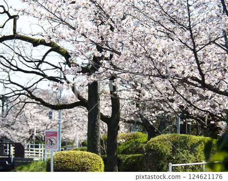 Saka's cherry tree 124621176