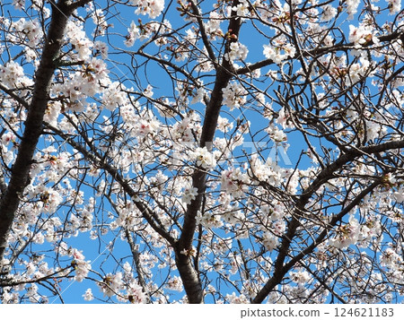 Saka's cherry tree Saka's cherry tree 124621183