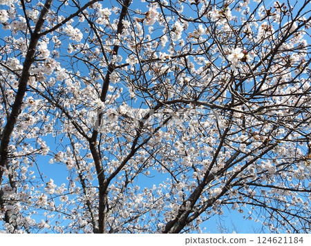 Saka's cherry tree 124621184