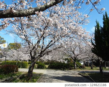 Saka's cherry tree 124621186