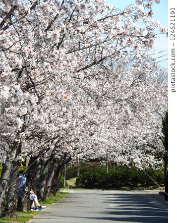 Saka's cherry tree 124621191