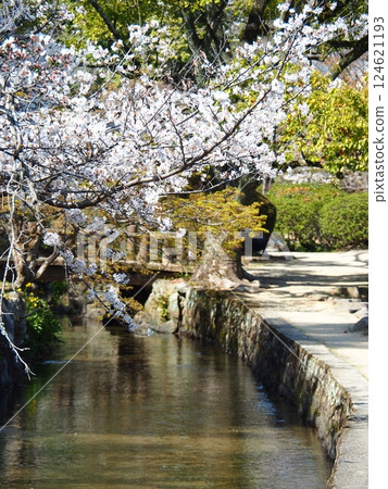 Saka's cherry tree 124621193