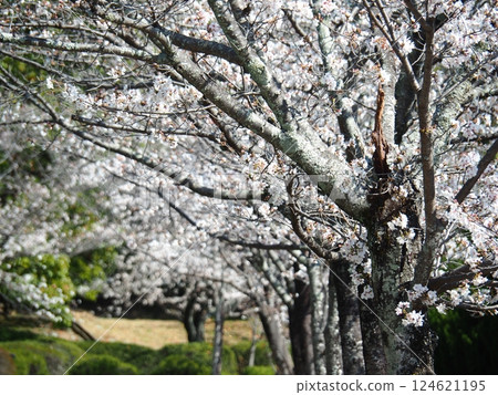 Saka's cherry tree 124621195