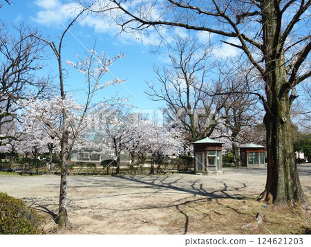 Saka's cherry tree Saka's cherry tree 124621203
