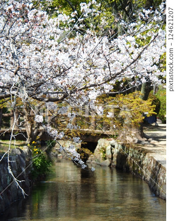 Saka's cherry tree 124621207