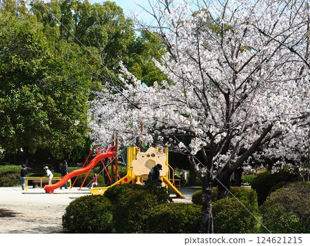 Saka's cherry tree 124621215