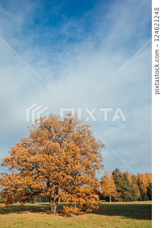 yellow-orange autumn forest with fallen leaves 124621248