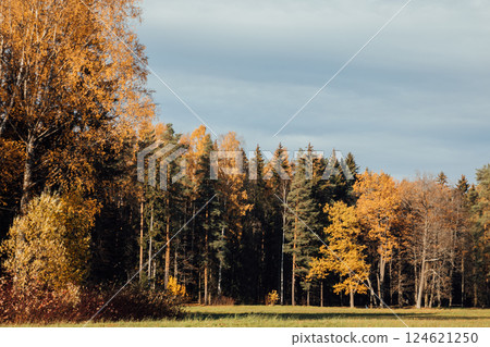 yellow-orange autumn forest with fallen leaves 124621250