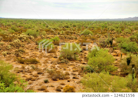 Landscape Sonora Desert Arizona 124621556