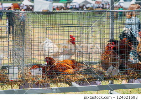Close-up of a rooster with vibrant red comb in a cage 124621698