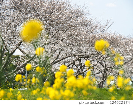 福岡草場川沿岸的櫻花樹 124622174