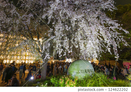 Ueno Park, weeping cherry blossoms in full bloom, Tokyo Ueno Park, weeping cherry blossoms in full bloom, Tokyo 124622202