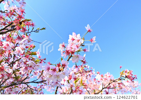 Cherry blossoms and blue skies at Sakuma Dam in spring 124622701