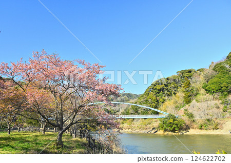 Yoritomo cherry blossoms blooming on the lakeside of Sakuma Dam Yoritomo cherry blossoms blooming on the lakeside of Sakuma Dam 124622702
