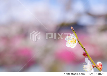 White plum 124623023