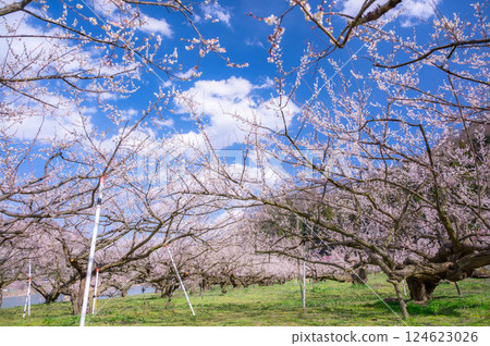 長野市春梅園 124623026