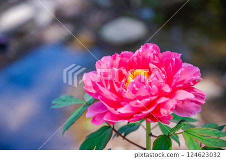 Pink Tree Peony Flower Pink Tree Peony Flower 124623032