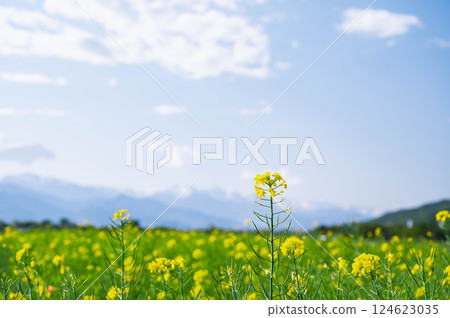 春天的油菜花田 春天的油菜花田 124623035