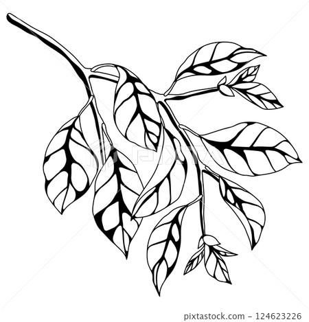 Illustration of branch with leaves. Spring or summer stylized foliage. 124623226