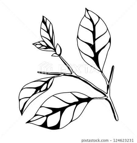 Illustration of branch with leaves. Spring or summer stylized foliage. 124623231