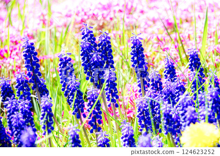 Flowers blooming in the early summer sunshine of Hokkaido 124623252