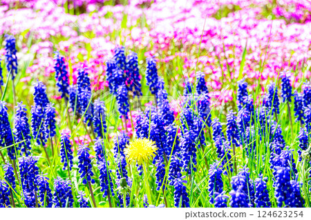 Flowers blooming in the early summer sunshine of Hokkaido Flowers blooming in the early summer sunshine of Hokkaido 124623254