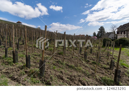 Vineyard outside the town walls of Riquewihr in Alsace, France Vineyard outside the town walls of Riquewihr in Alsace, France 124623291